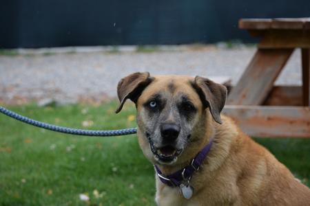 Ella, Black Mouth Cur / Catahoula Leopard Dog, adult, available for adoption