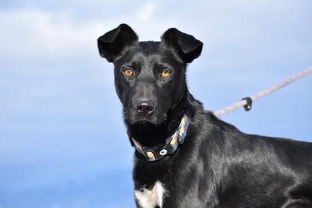 Sir Charles, Collie, young, available for adoption