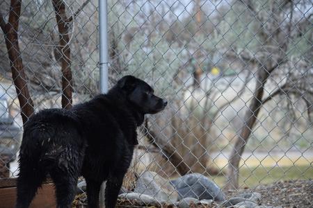 Bear, Border Collie / Rottweiler, adult, available for adoption
