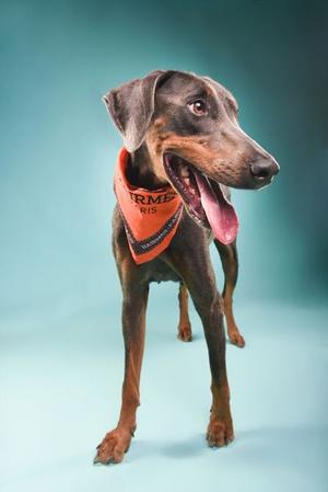 A Doberman dog wearing an orange bandana with the text "RMZ" on it, standing against a blue background.