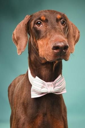 Gwen, Doberman Pinscher, young, available for adoption