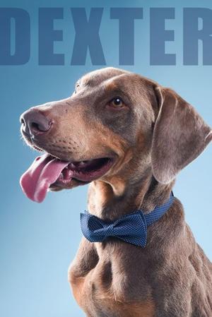 Dexter, Doberman Pinscher, adult, available for adoption