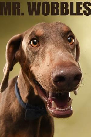 Wobbles, Doberman Pinscher, adult, available for adoption