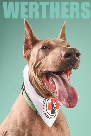 A brown dog with a white bandana that says "North Texas Humane Society" on it. The dog is smiling with its tongue out and has its ears perked up. The background is a solid teal color.