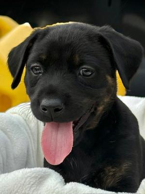 Shaya, Doberman Pinscher Mix, puppy, available for adoption