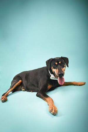 Roxie, Doberman Pinscher, senior, available for adoption