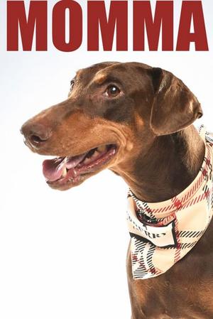 A dog wearing a scarf
