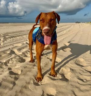 Lincoln, Doberman Pinscher Mix, adult, available for adoption