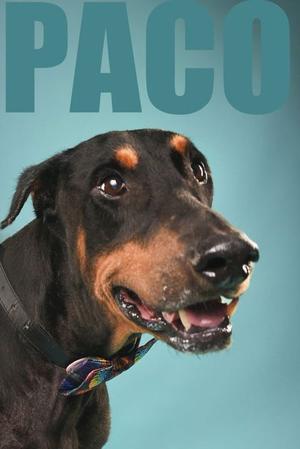 Paco, Doberman Pinscher, senior, available for adoption