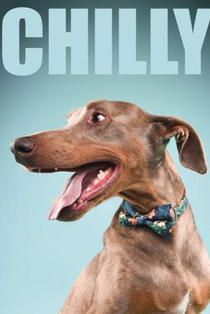 A photographic portrait of a brown dog wearing a floral bowtie, with the word 'CHILLY' overlaid at the top.