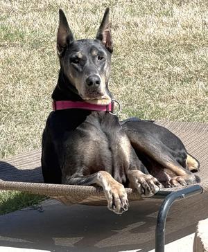Brye, Doberman Pinscher, adult, available for adoption