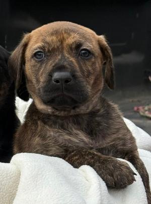 Verti, Doberman Pinscher Mix, puppy, available for adoption