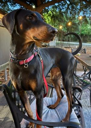 Ofia, Doberman Pinscher, adult, available for adoption