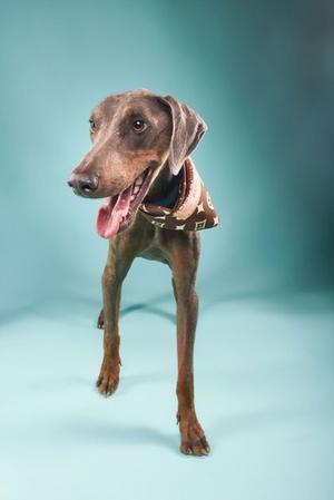 A brown dog with a pink tongue sticking out, wearing a patterned bandana, standing on a light blue background.