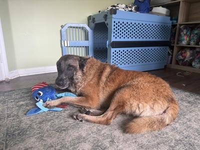 Rambo, Belgian Shepherd / Malinois, adult, available for adoption