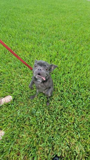 A small black dog sitting on a grassy lawn, wearing a red leash.