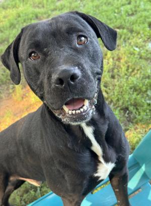 Artie, Pit Bull Terrier, young, available for adoption