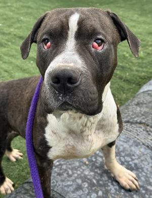 Eeyore, Pit Bull Terrier, young, available for adoption
