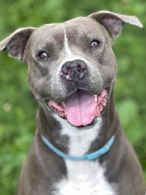 Gary, Pit Bull Terrier, adult, available for adoption