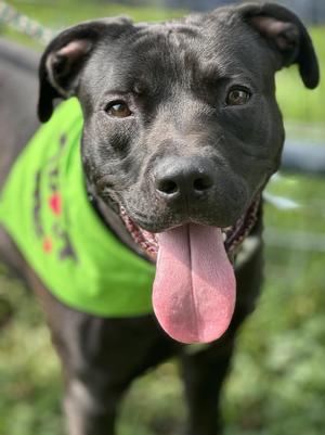 Gordon, Pit Bull Terrier, adult, available for adoption