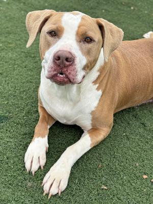 Falcor, Pit Bull Terrier, adult, available for adoption