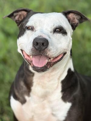 Blueberry, Pit Bull Terrier, adult, available for adoption