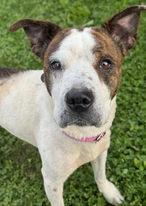 Dottie, Pit Bull Terrier / Shar-Pei, young, available for adoption