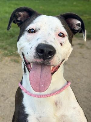 Athena, Dalmatian / Bulldog, young, available for adoption