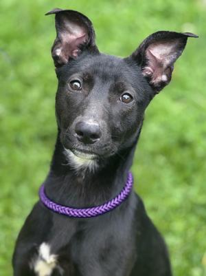 Cassidy, Black Labrador Retriever / Whippet, adult, available for adoption
