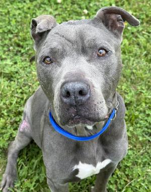 Duke, Pit Bull Terrier, senior, available for adoption