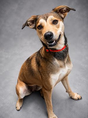 Faith, Shepherd, young, available for adoption