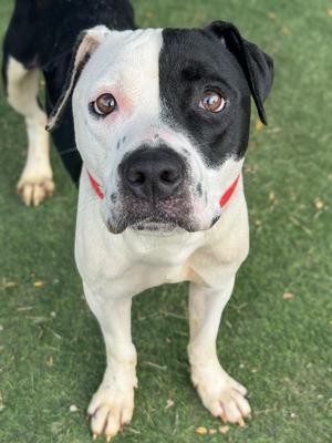 Harlequin, Pit Bull Terrier, adult, available for adoption