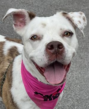 Bean, Pit Bull Terrier, adult, available for adoption