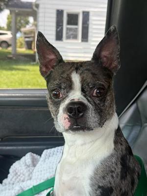 Allie, Boston Terrier, young, available for adoption