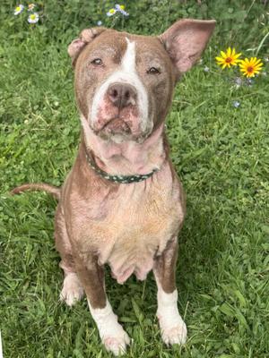 A brown and white pitbull-type dog sitting in green grass with yellow flowers in the background.