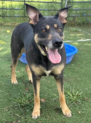 A black and tan dog with perked ears and a pink tongue sticking out, standing on grass with a blue bowl in the background.