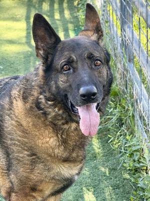 A brindle German Shepherd with its tongue hanging out stands outdoors, with a metal fence and green grass in the background.