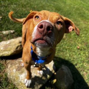 Coby, Mixed Breed (Medium), adult, available for adoption