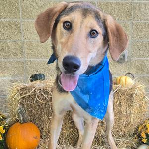 Coco, Mixed Breed (Large), adult, available for adoption