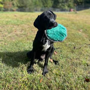 Ace, Retriever, Black Labrador, young, available for adoption