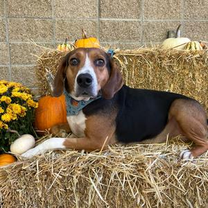 Precious, Coonhound, Treeing Walker, adult, available for adoption