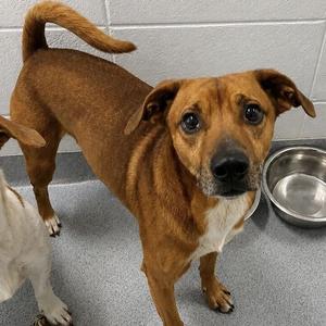 Clifford, Feist, adult, available for adoption
