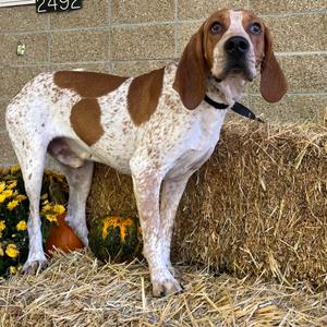 Phineas, Coonhound, Treeing Walker, adult, available for adoption
