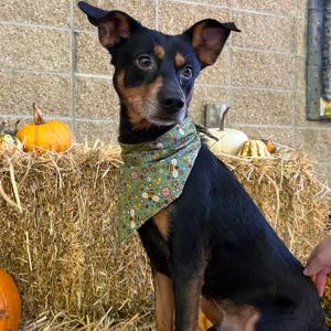 Maddox, Mixed Breed (Medium), adult, available for adoption