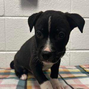 Walla Walla, Mixed Breed (Medium), puppy, available for adoption