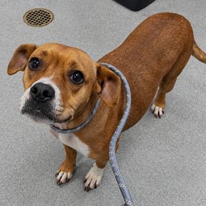 Dana, Mixed Breed (Medium), adult, available for adoption