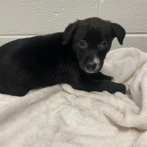 Texas Sweet, Mixed Breed (Medium), puppy, available for adoption
