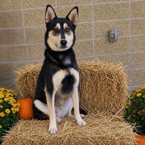 Koda, Mixed Breed (Large), adult, available for adoption