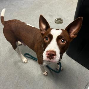 Lady Vidalia, Mixed Breed (Medium), adult, available for adoption