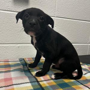 Granex, Mixed Breed (Medium), puppy, available for adoption